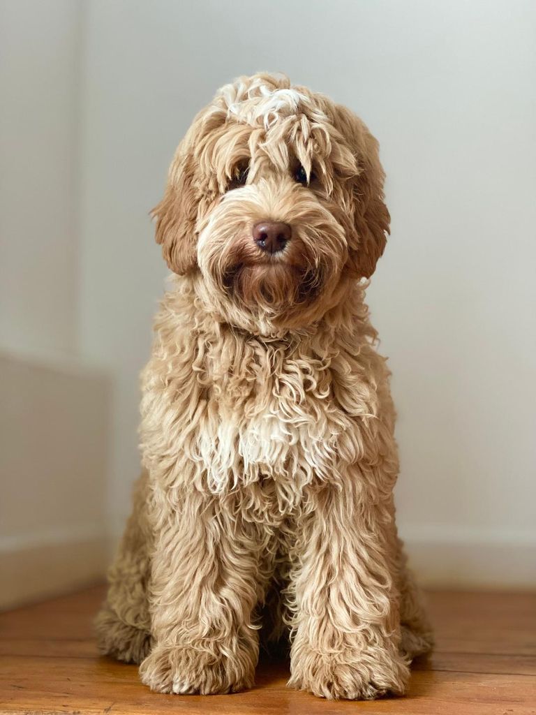 Unsere Australian Labradoodle
